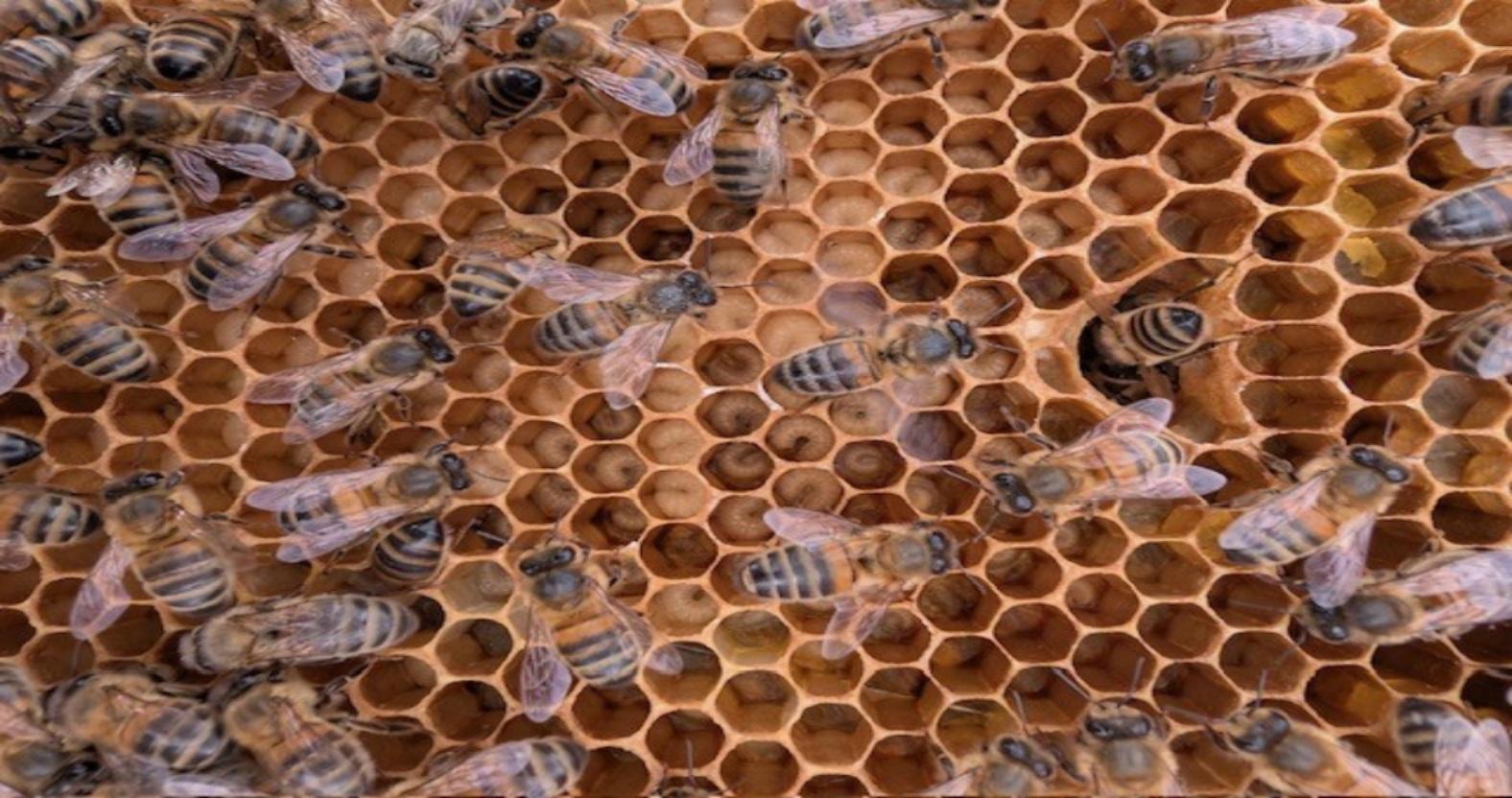 bees-on-frame-1