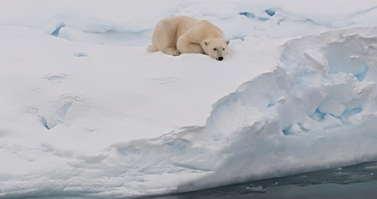 chrisbrown-polarbear