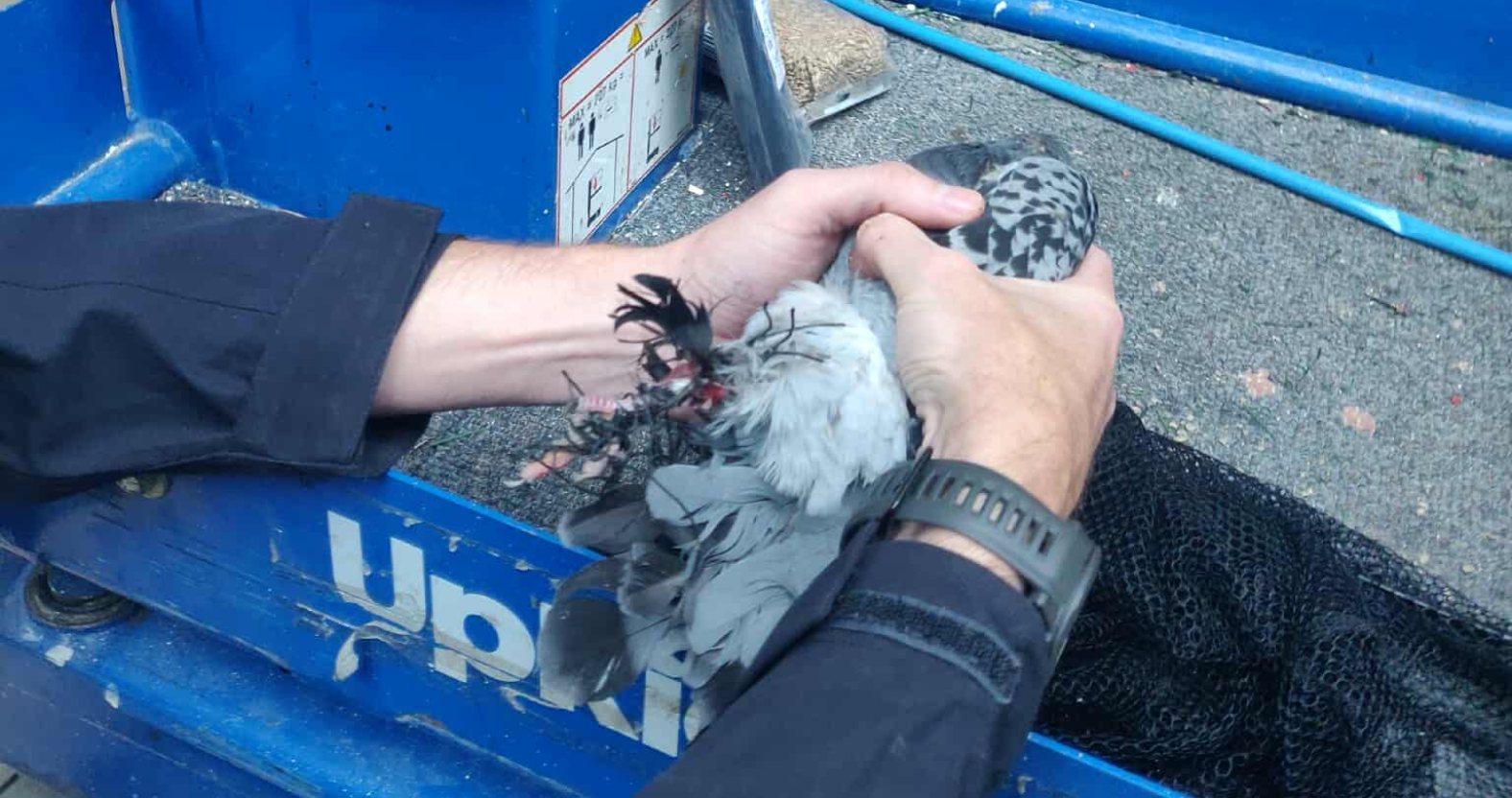 pigeons-injuredpigeon