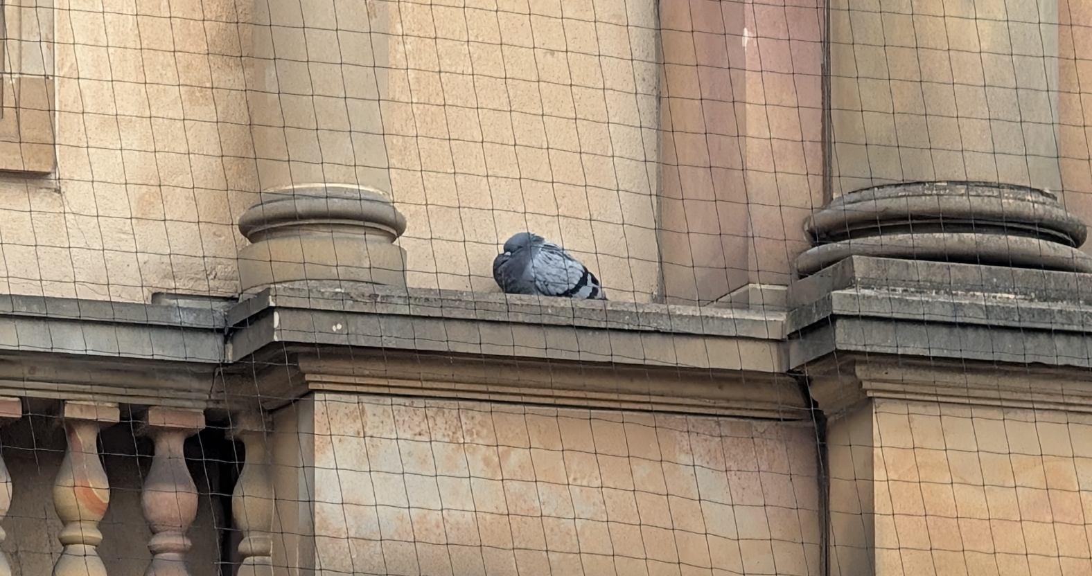 pigeons-trappedpigeon