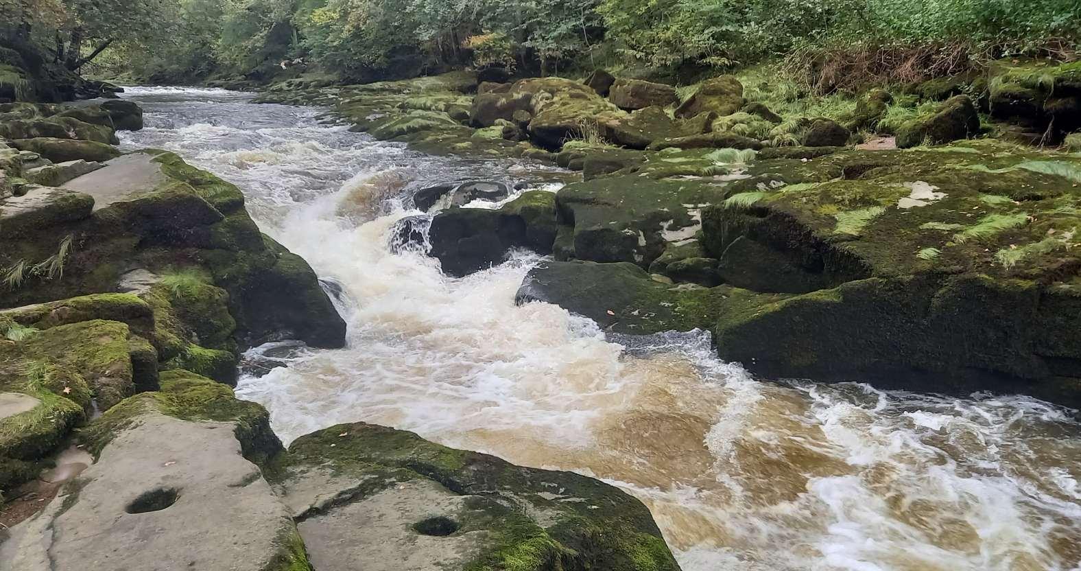 strid1