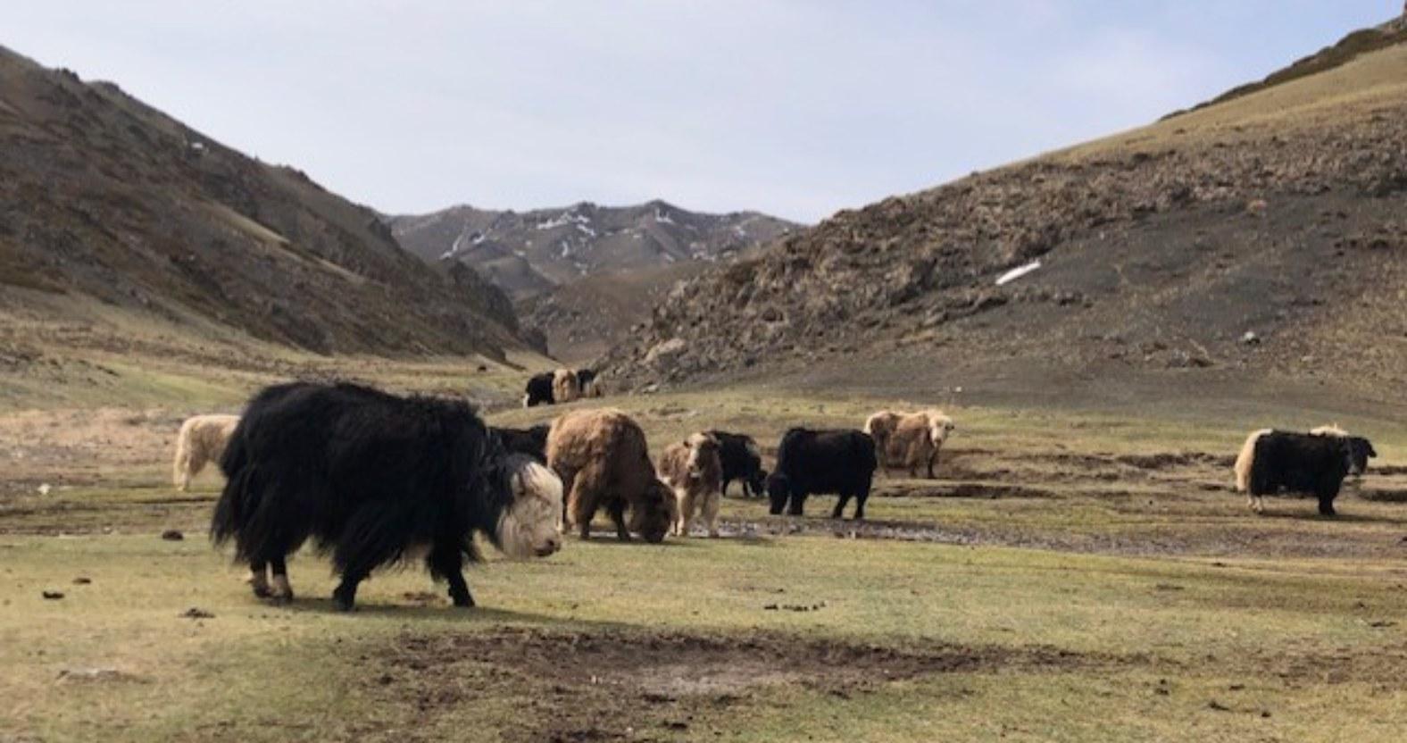 catherinesimmons-yaks