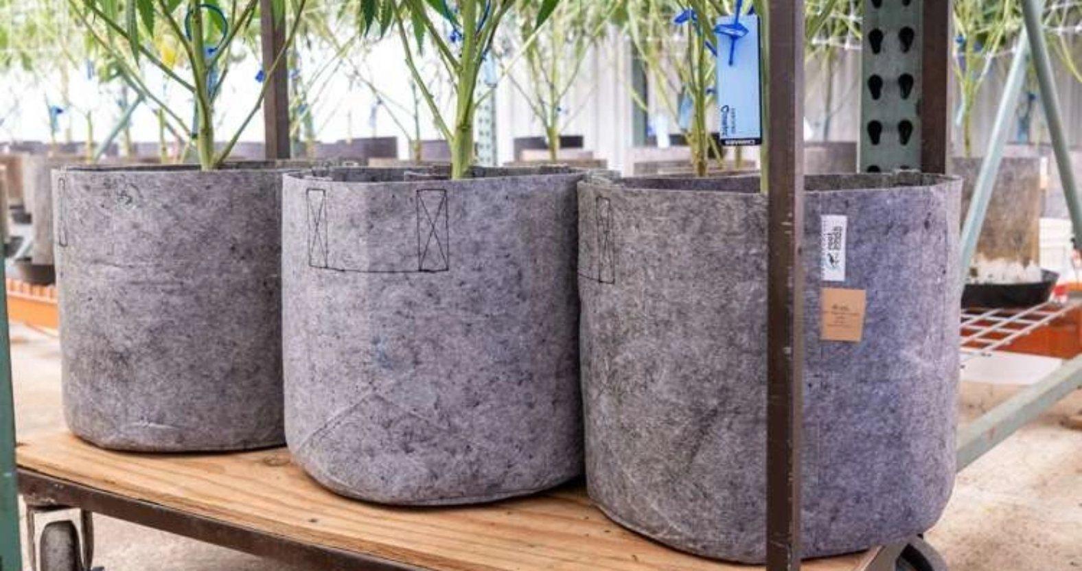 cannabisfarm-potpots