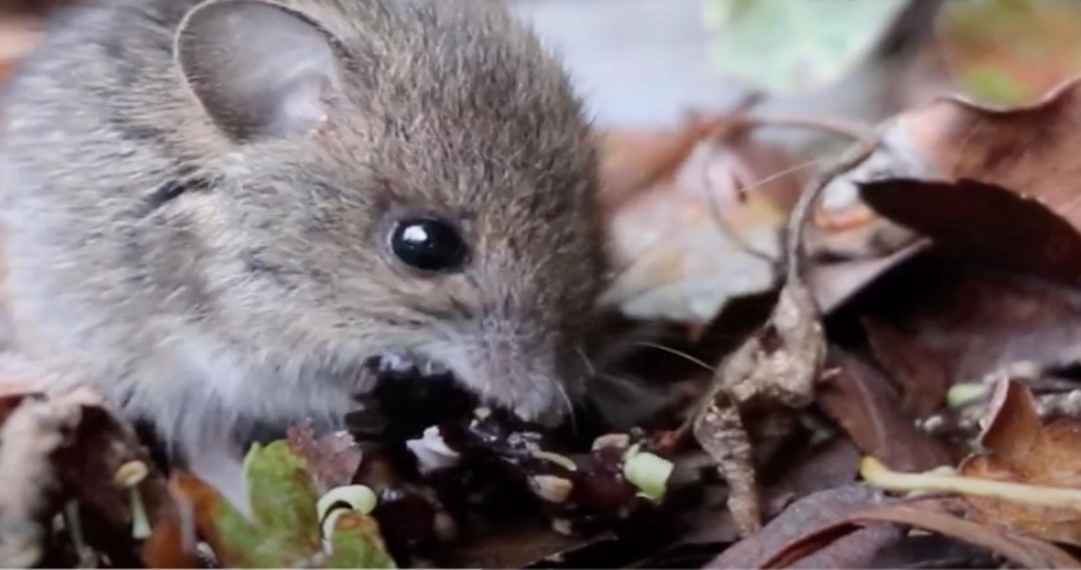 woodmouse