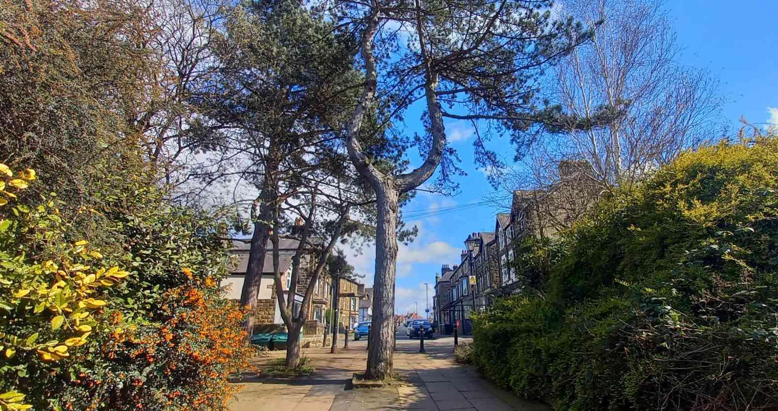 harrogate-onearchpine