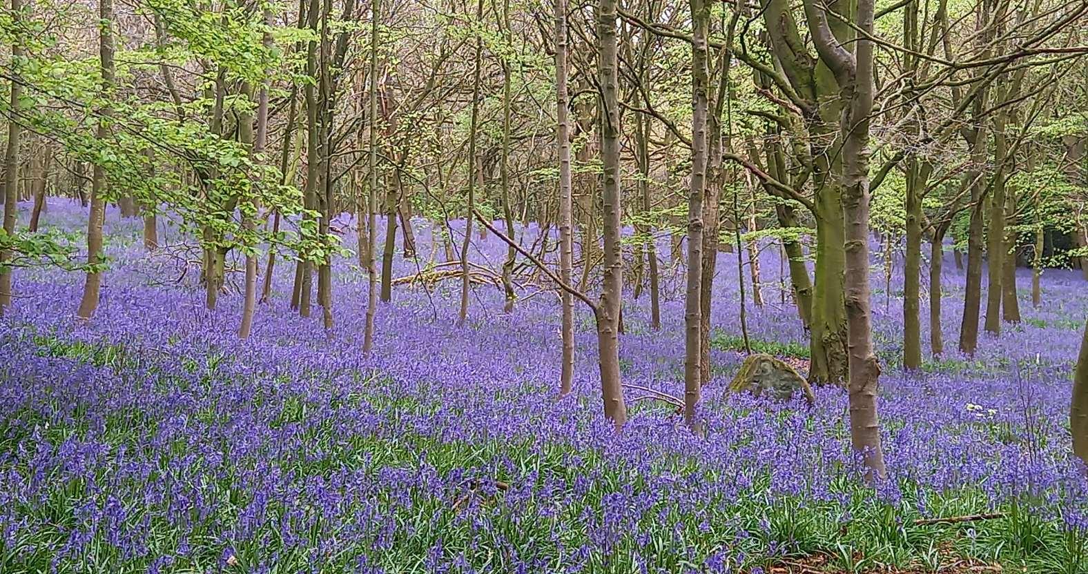 ripley-bluebells