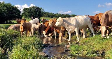 ripley-farm-cows