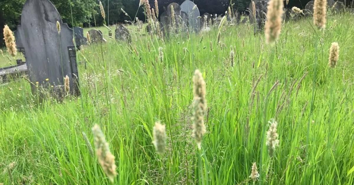 ripon-15th-june-2021-overgrown-grass-in-ripon-cemetery