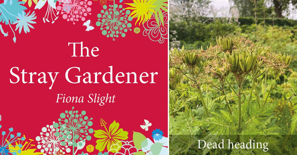 dead-heading-stray-gardener-header