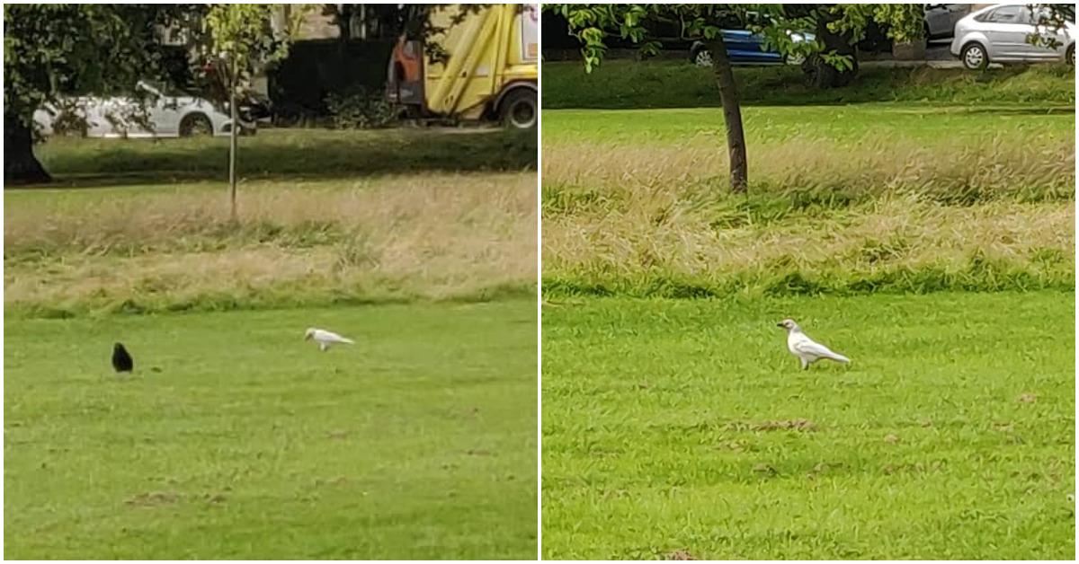 white-bird