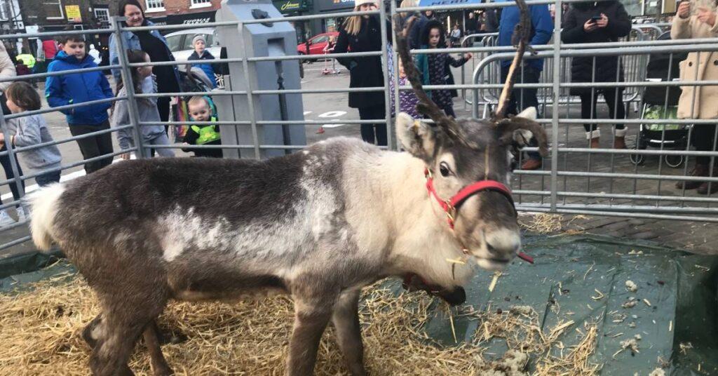 Photo of reindeer