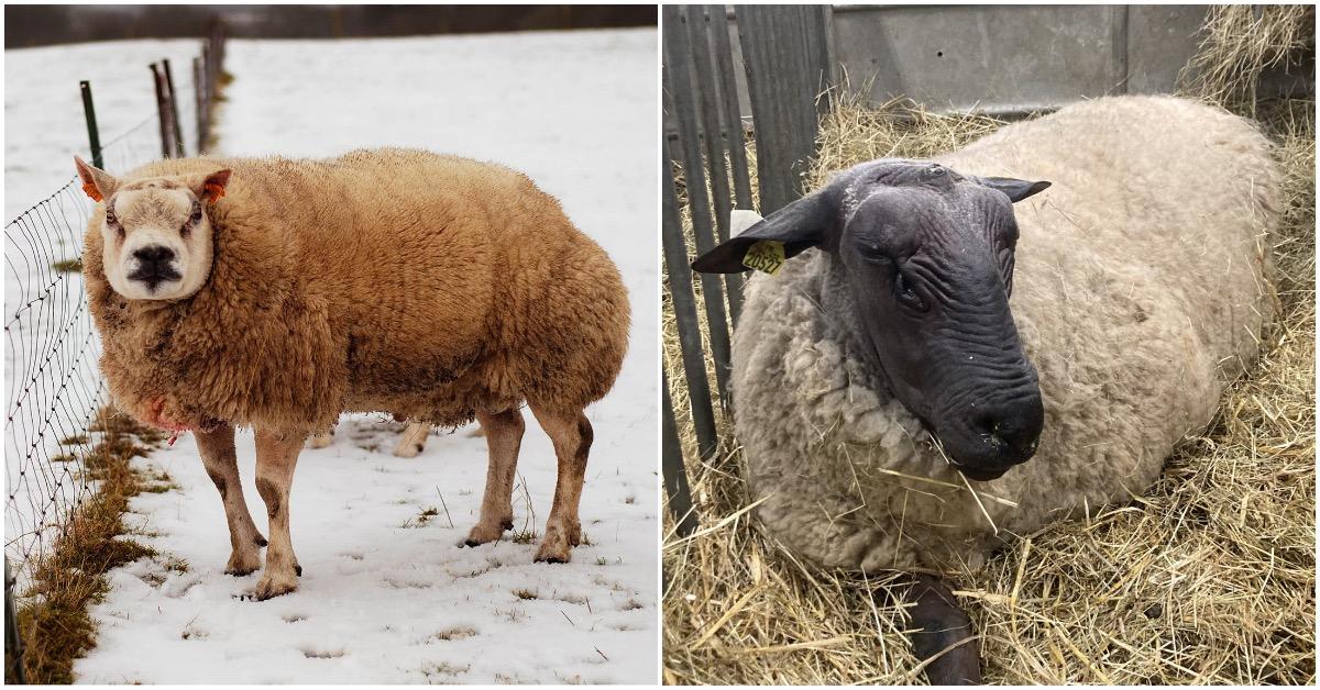 beltex-and-bleu-de-maine-sheep