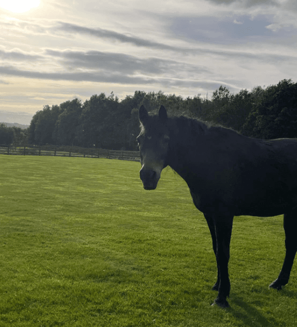 Ripon firefighters rescue pony