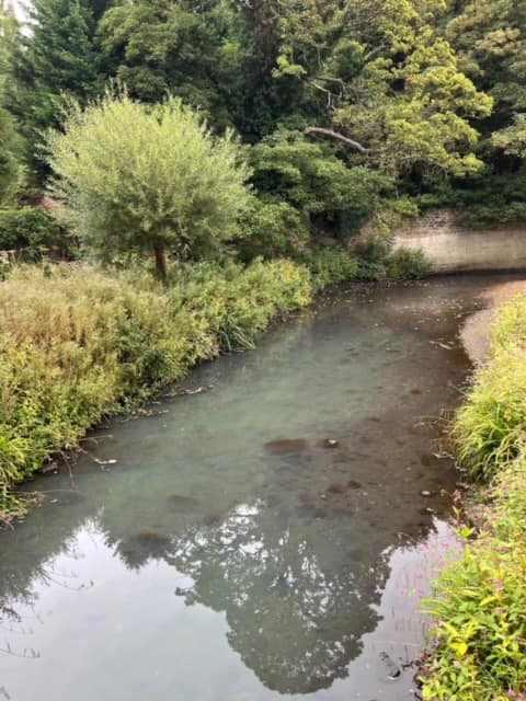 Oak Beck