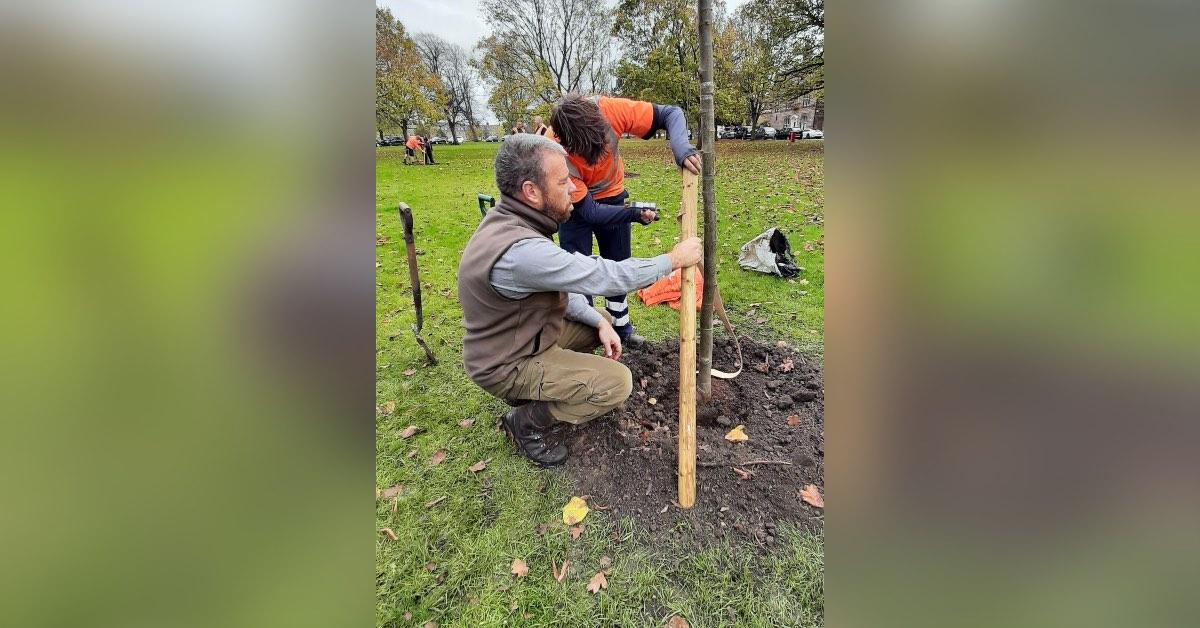 treeplantingsized