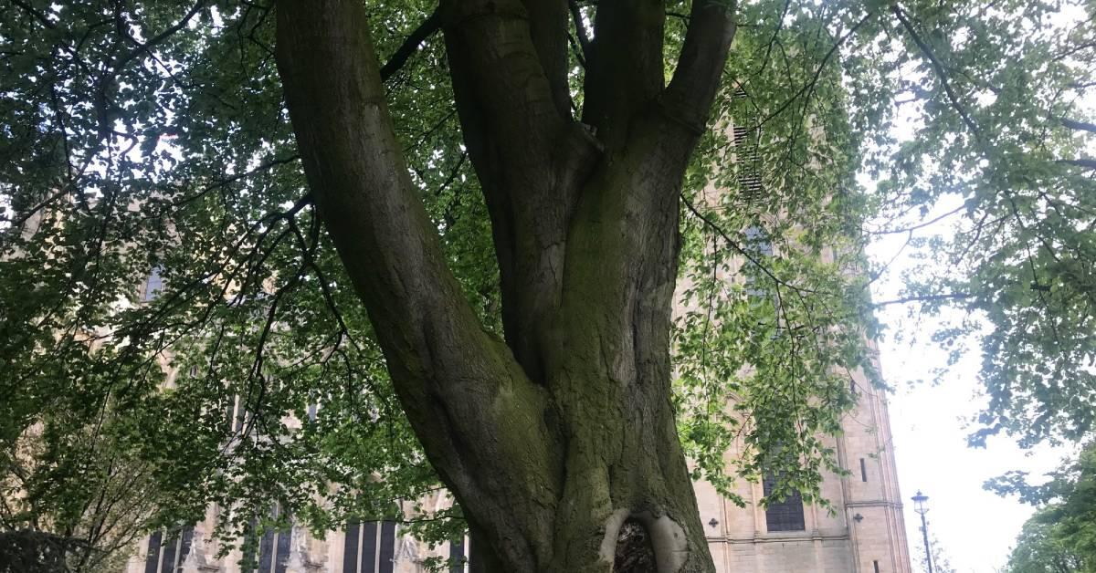 The veteran beech tree