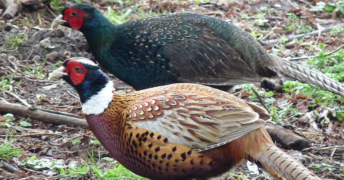 chinese_ring_necked_pheasant__melanistic_mutant_ringneck_cross_pheasant_4482356808