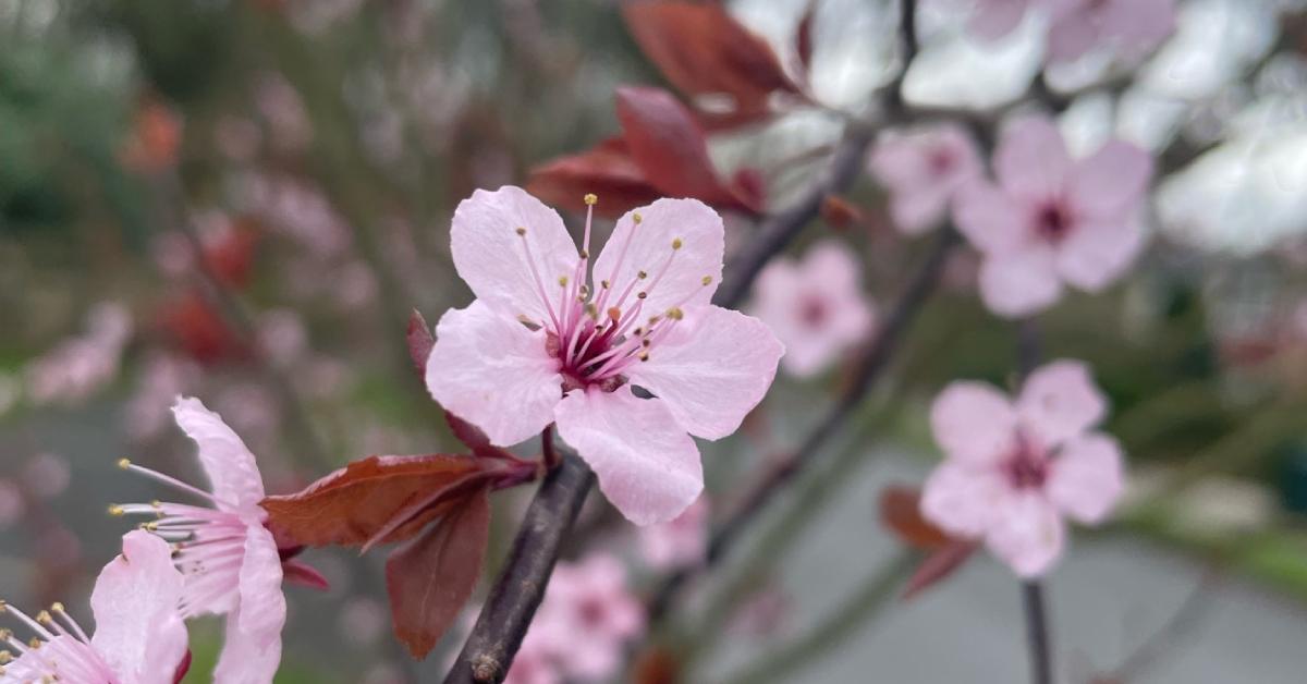 spring-2