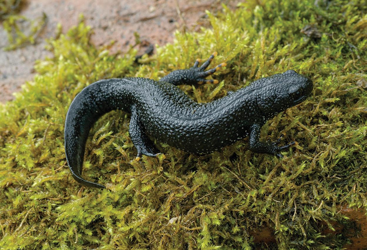 great-crested-newt_john-bridges-rgb-web