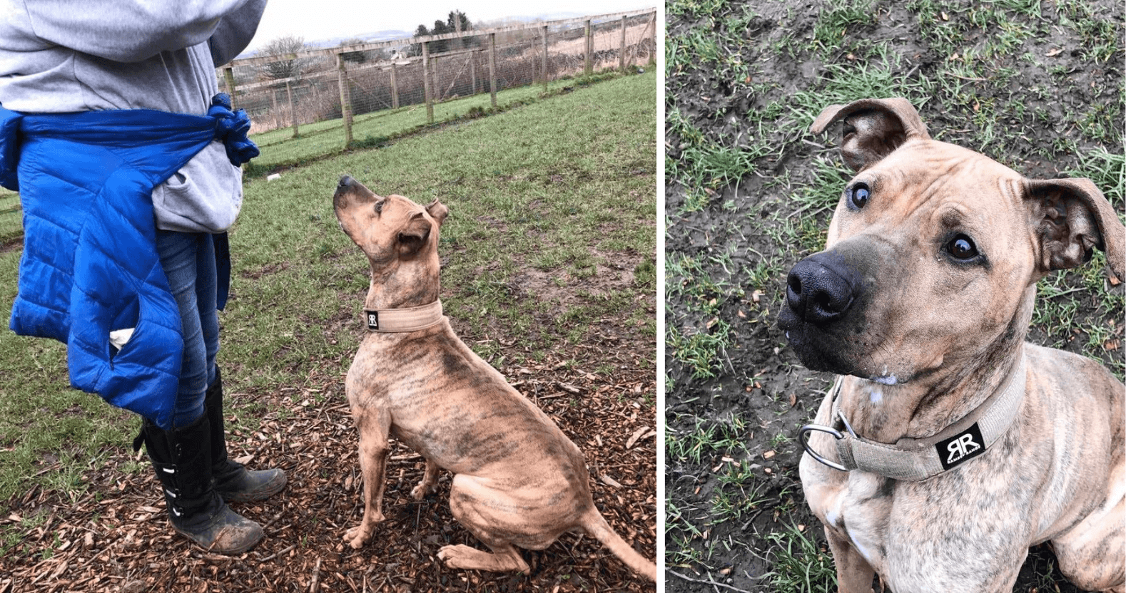 lottie-yorkshire-rescue