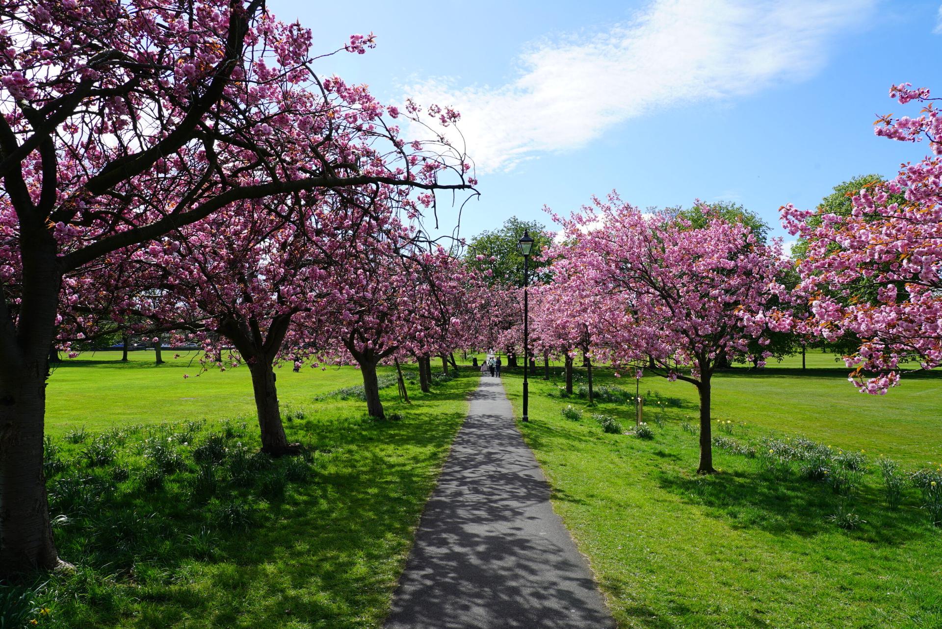 blossom-11