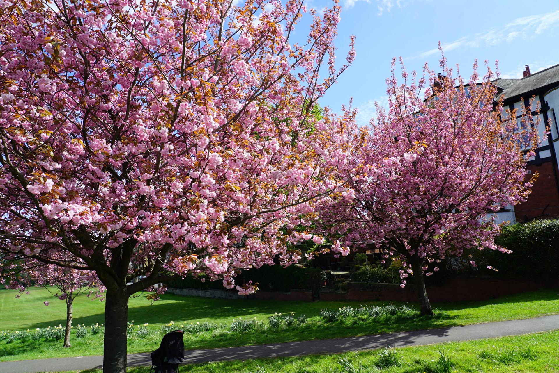 blossom-12