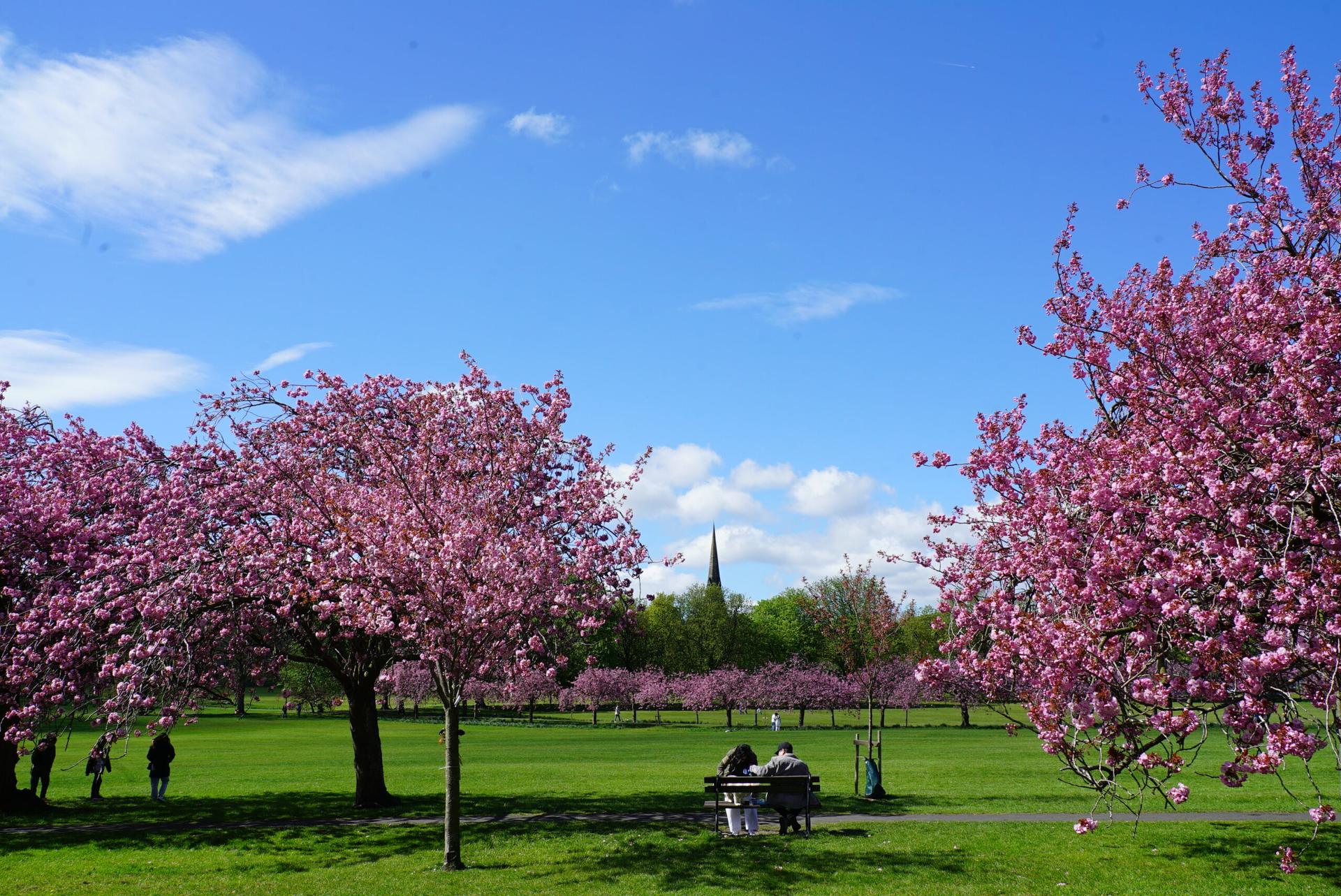 blossom-14