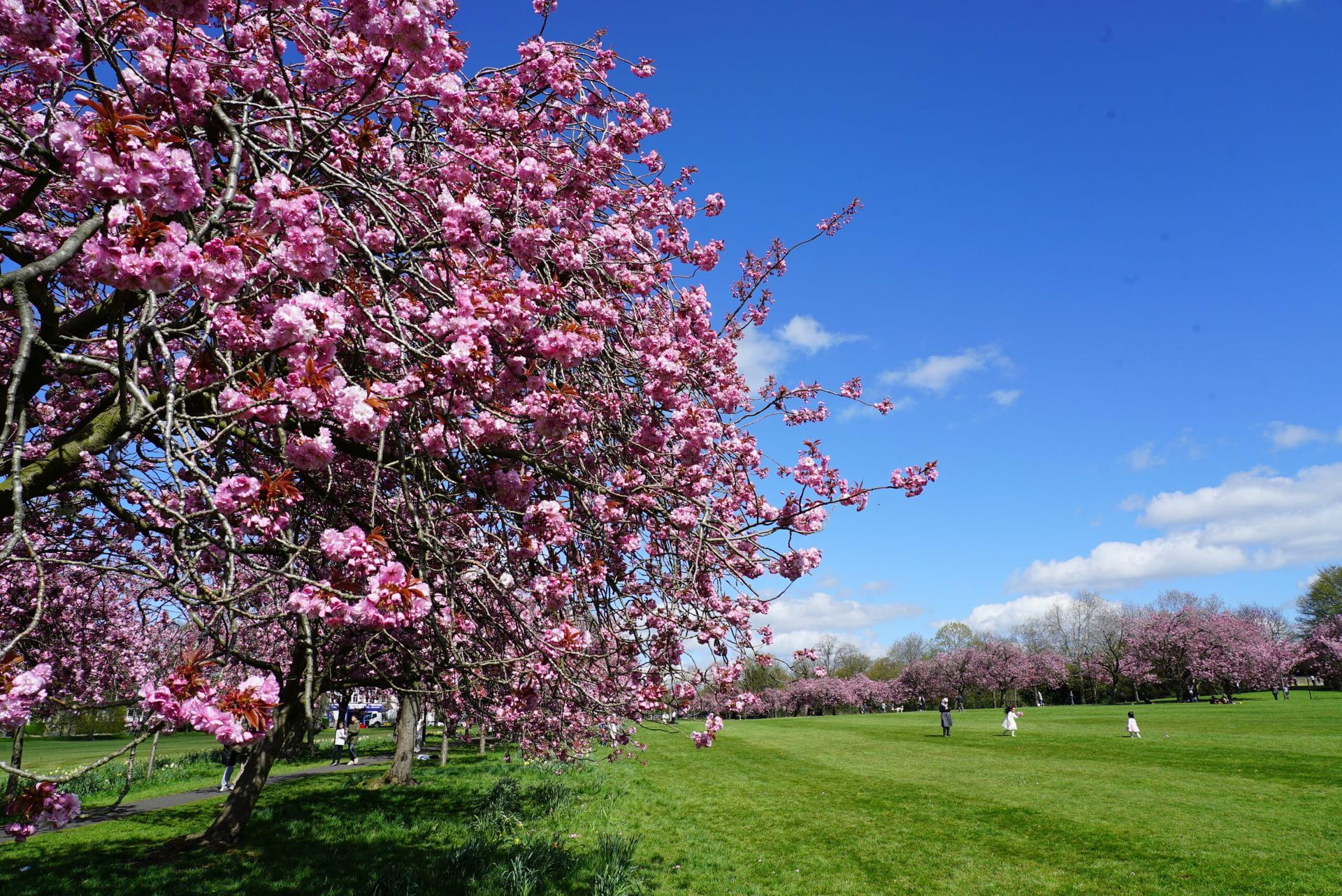 blossom-17