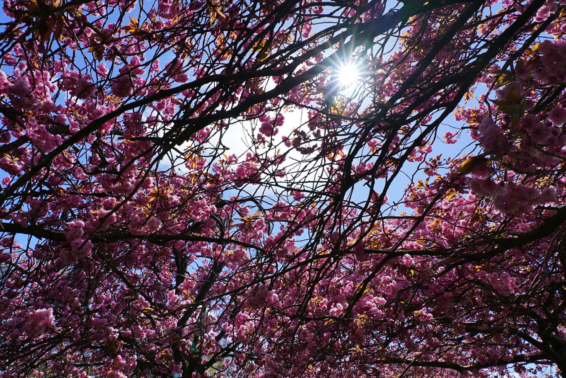 blossom-18