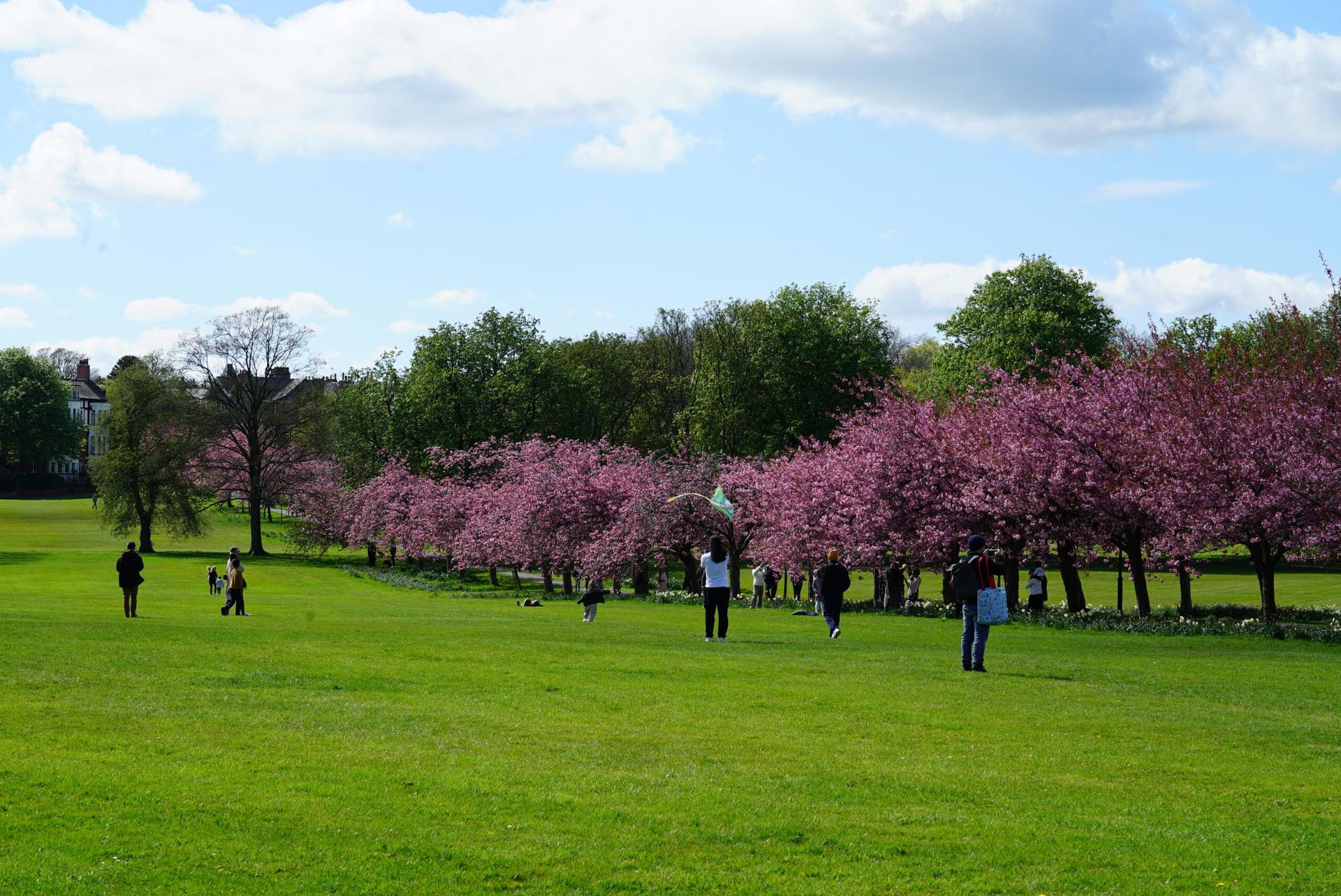 blossom-4