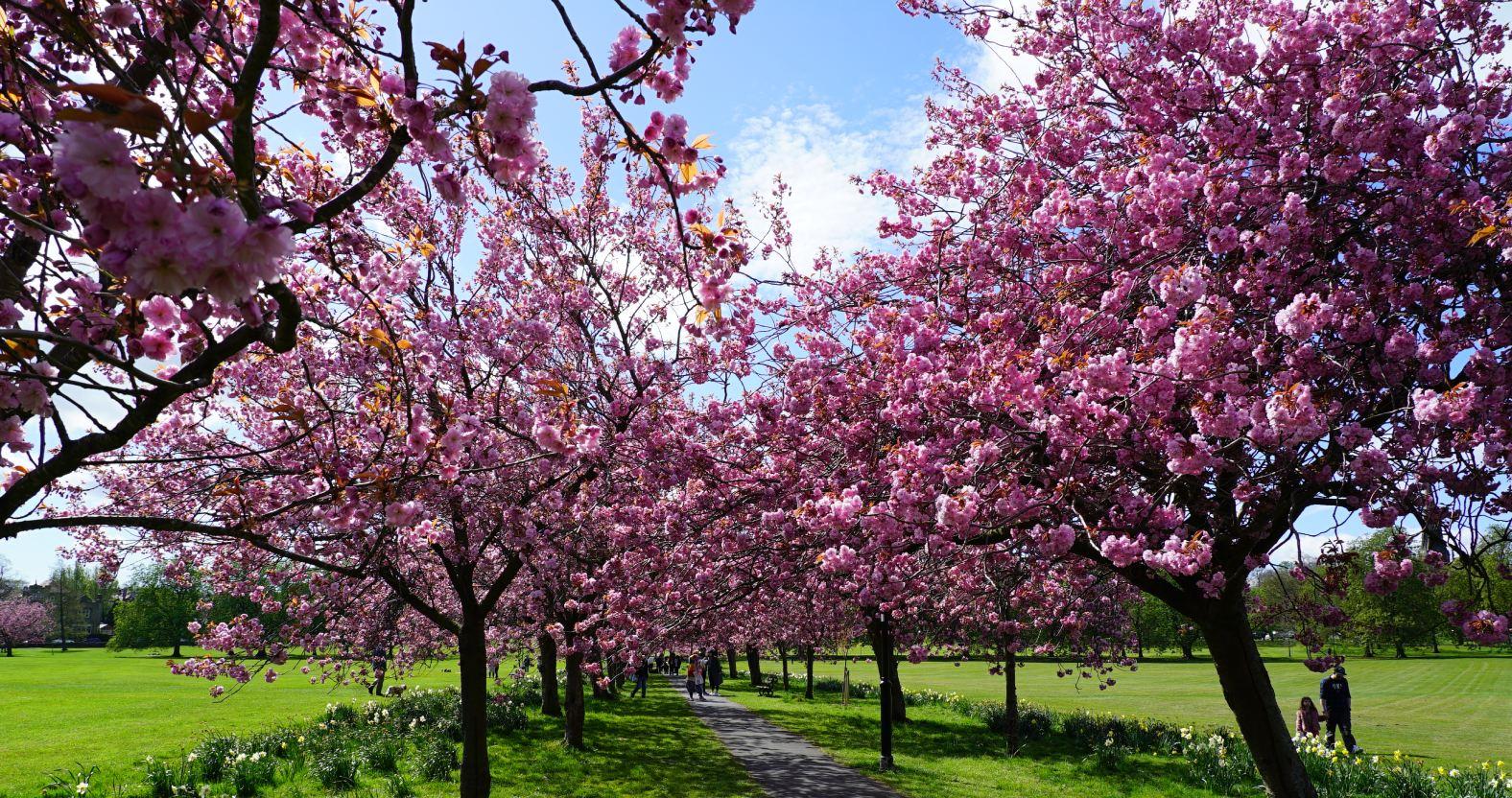 blossom-5