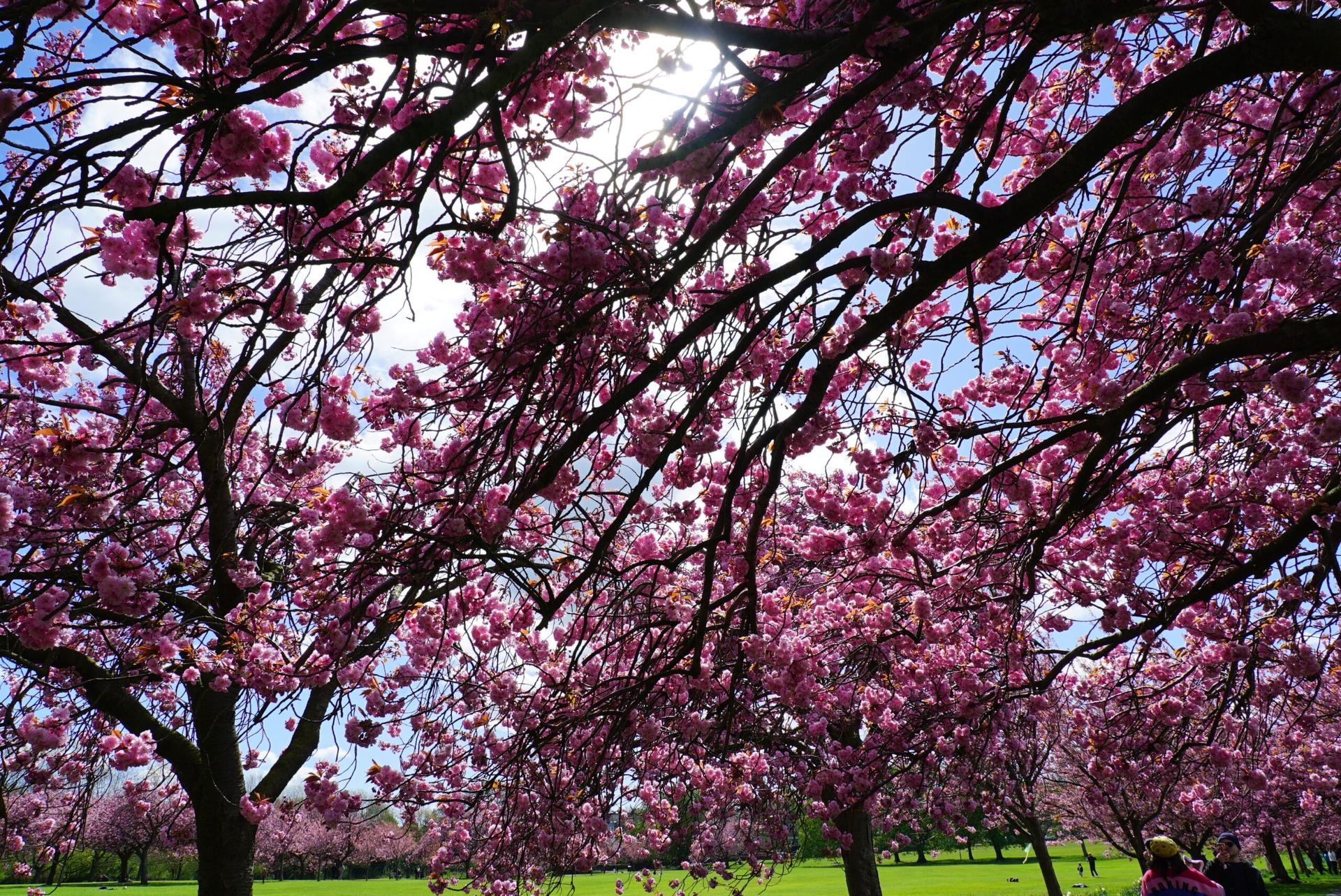 blossom-7