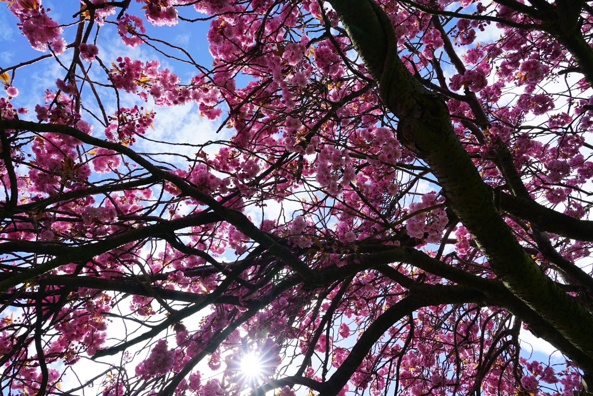 blossom-8
