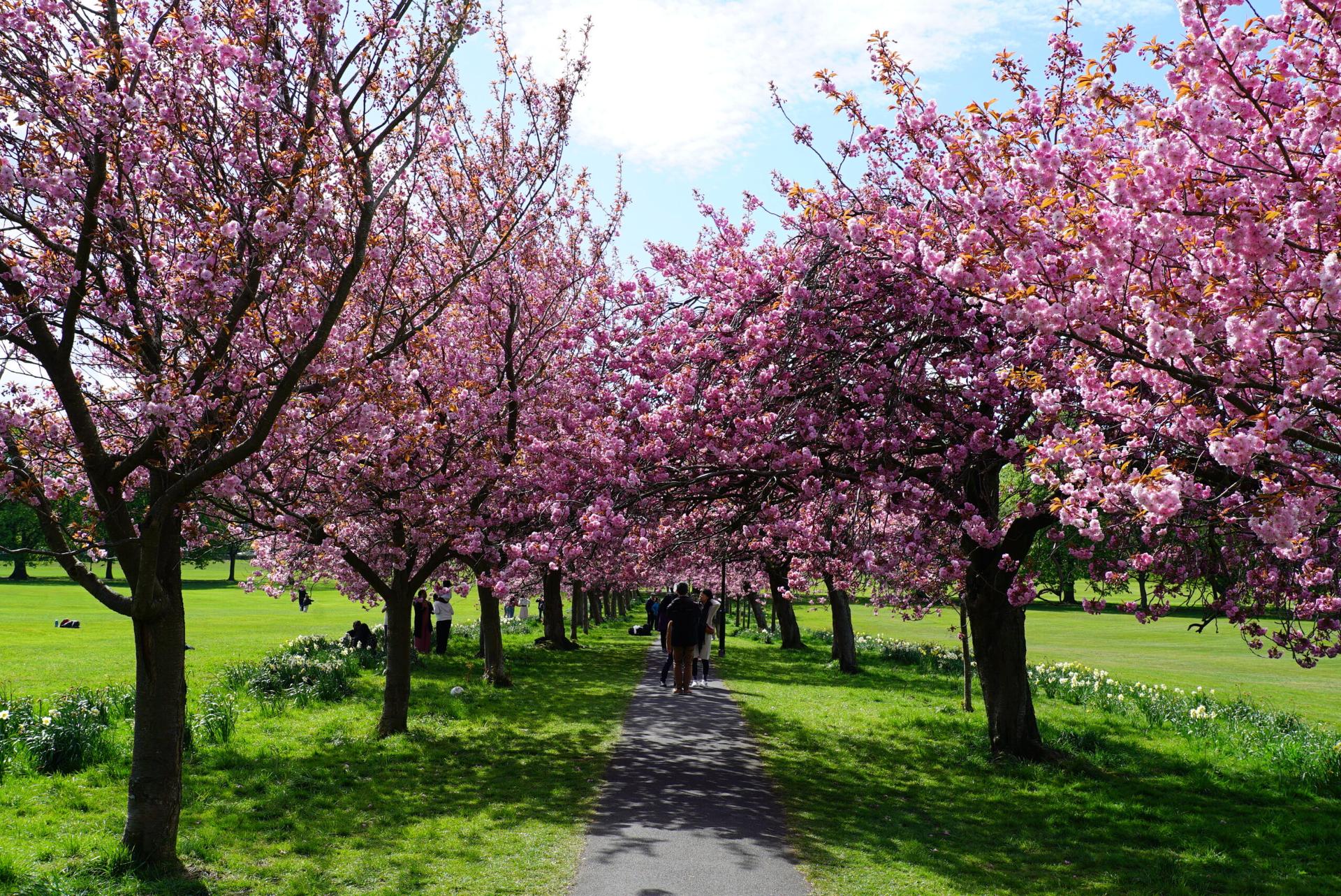 blossom-9