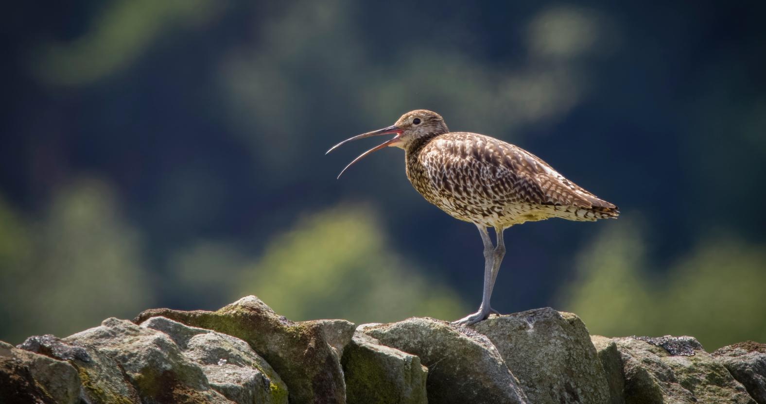 curlew-alarm-call-to-chick-in-fieldbarry-carter-limited-permissions-please-see-info-officer-1