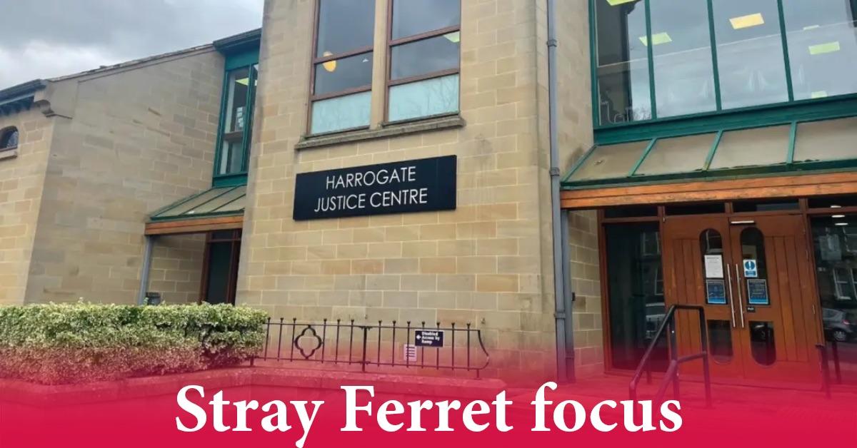 ferretfocusmags