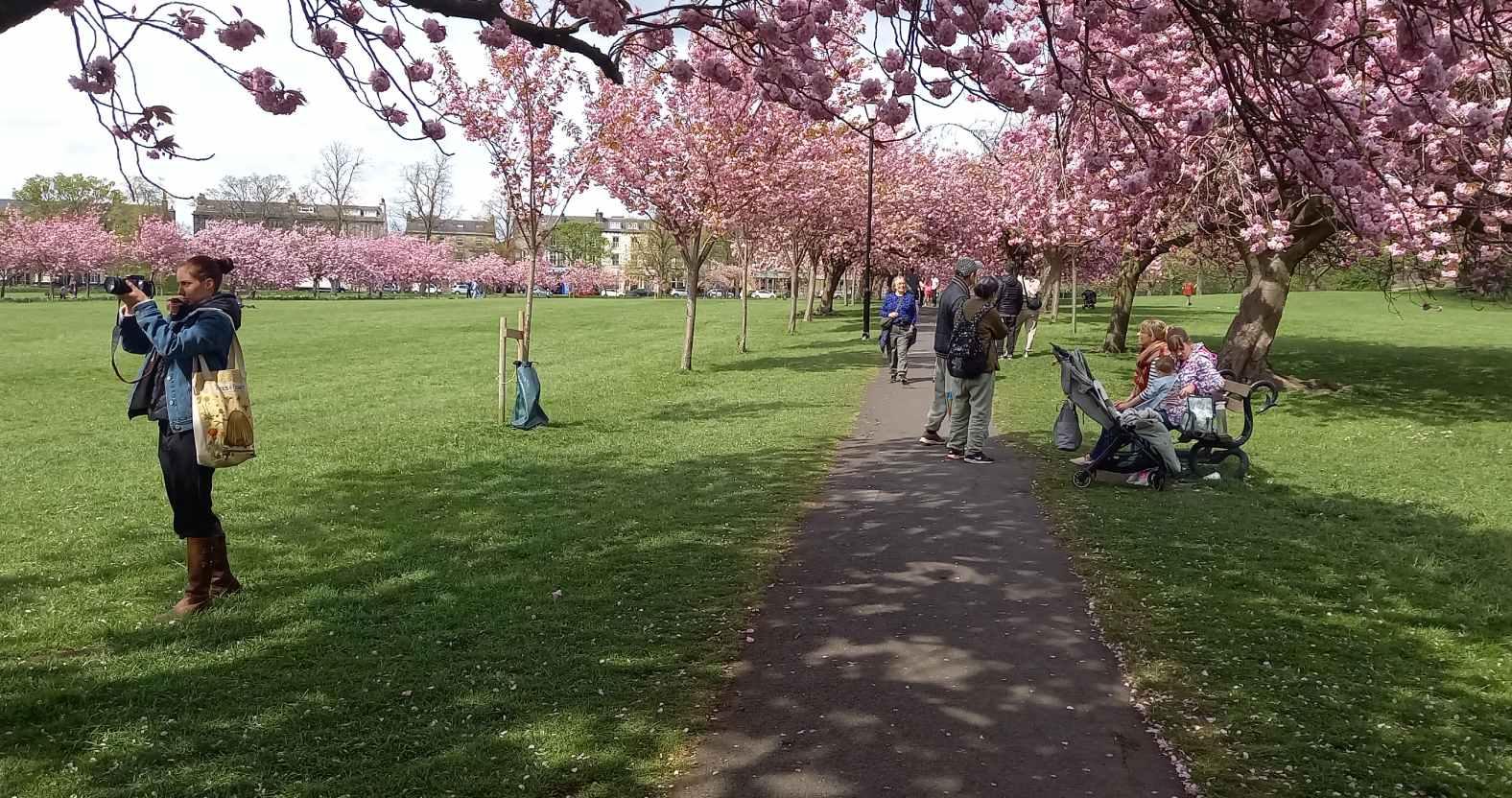 harrogate-stray-blossom-ppl3