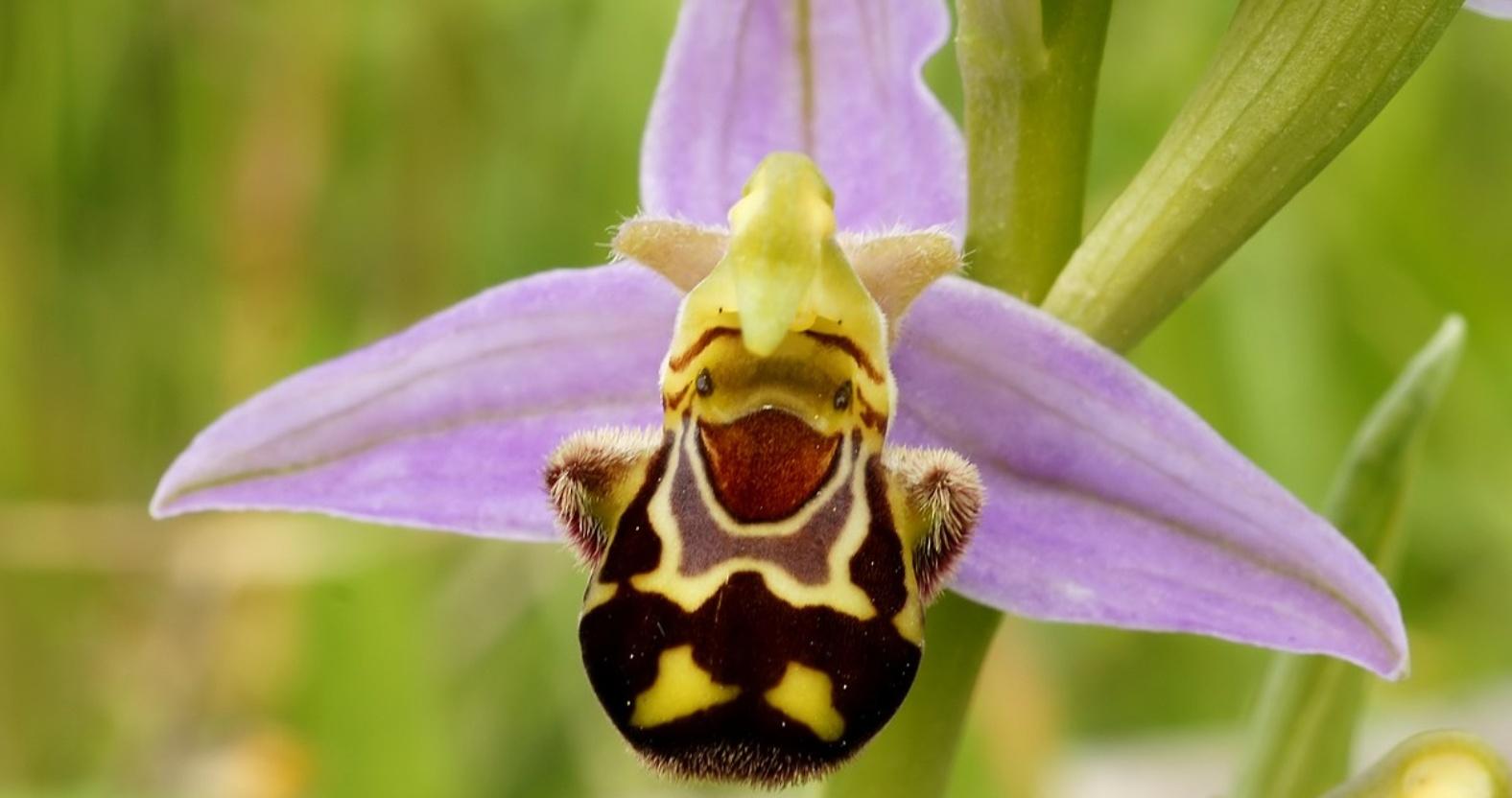 beeorchid