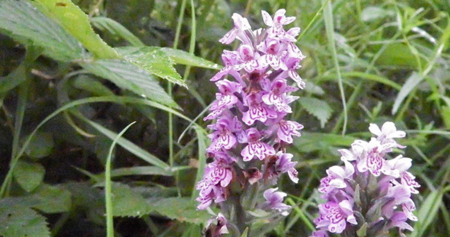 commonspottedorchid