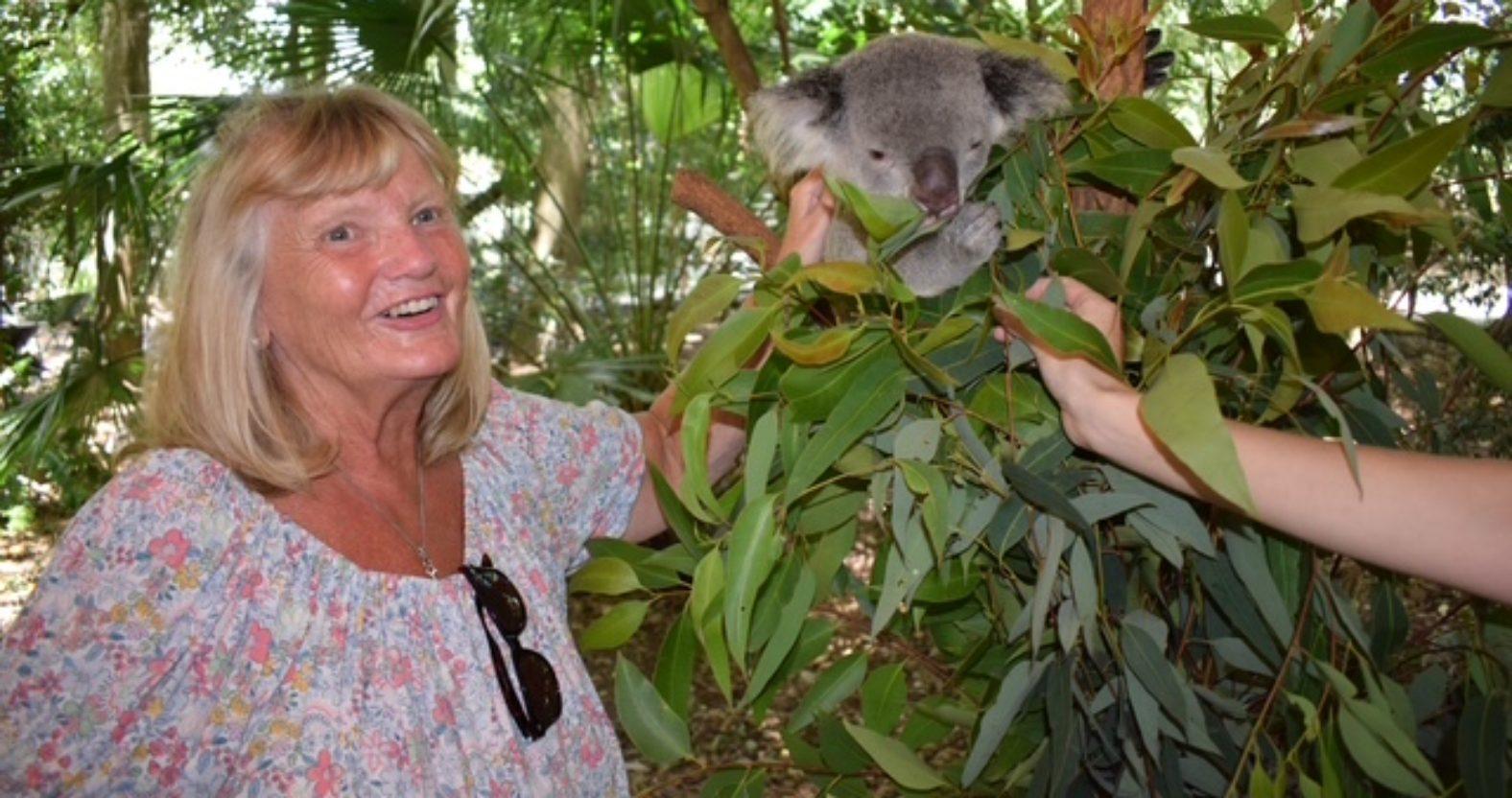 wendyteggin-koala