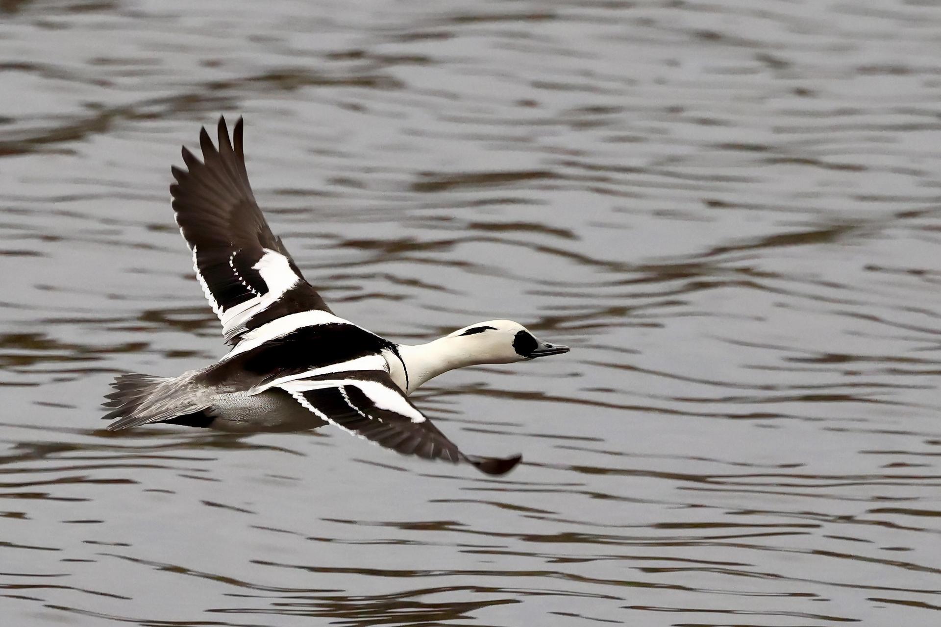 smew