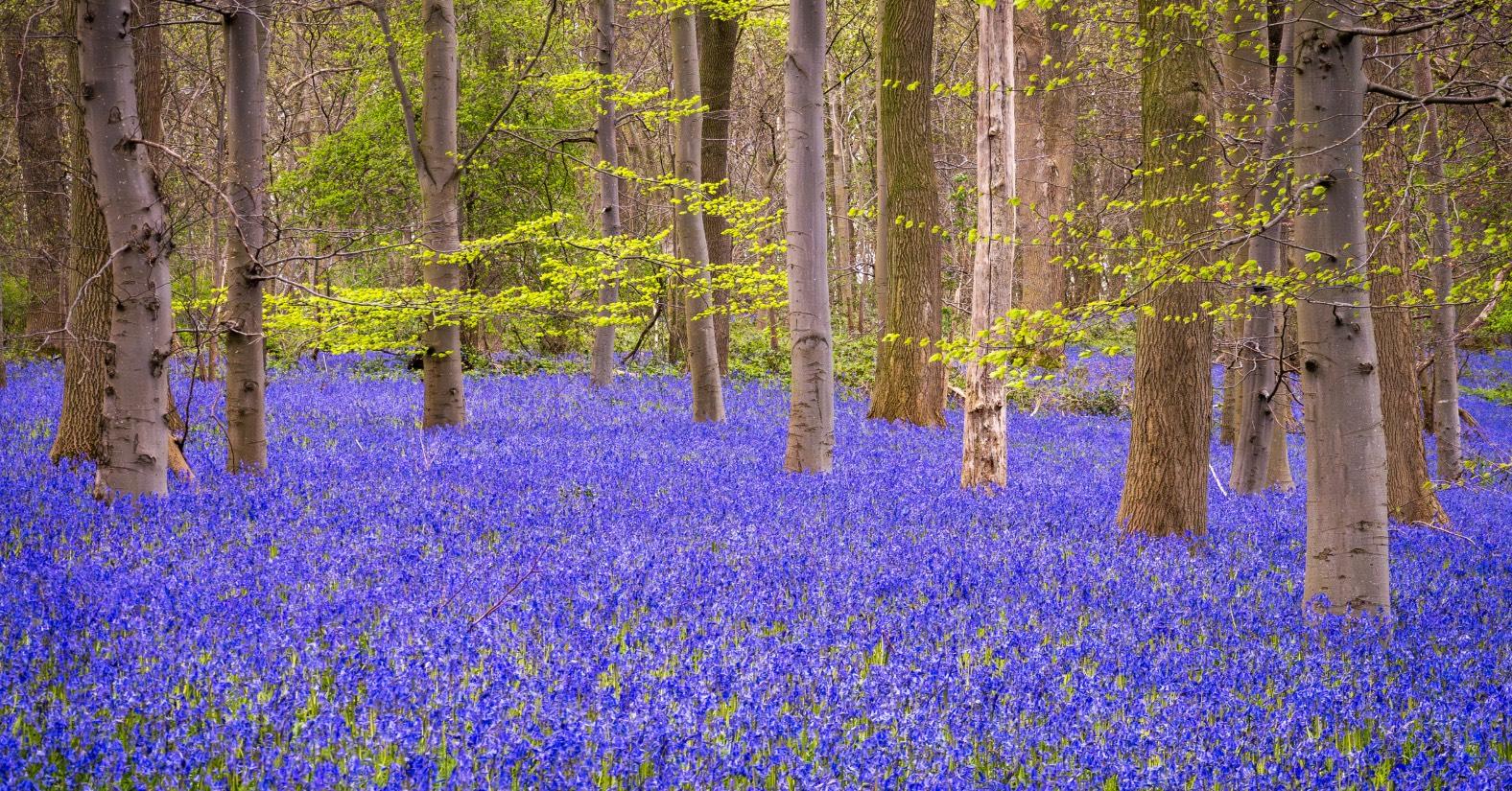 bluebellsweeton