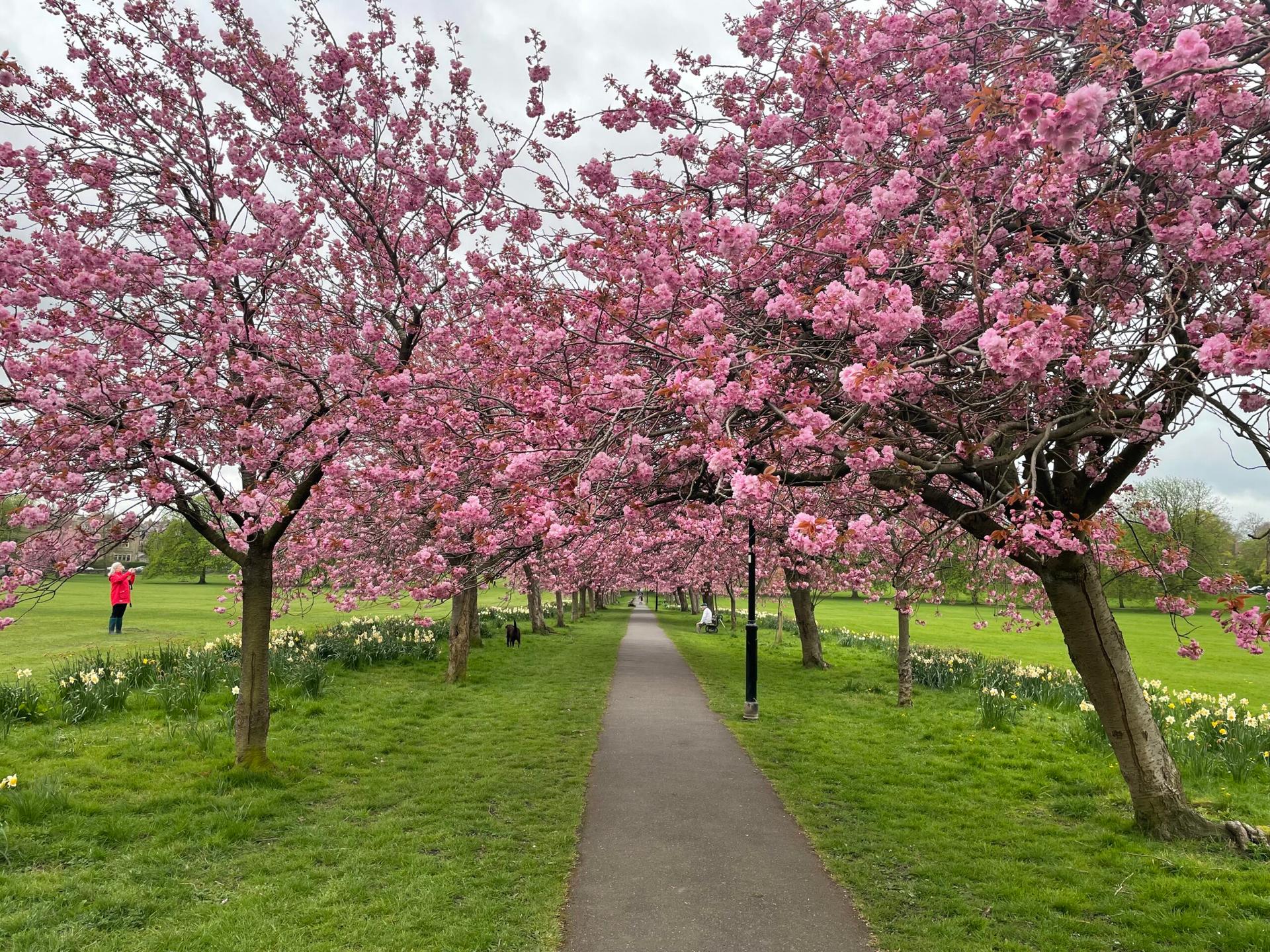 cherry-blossom-1