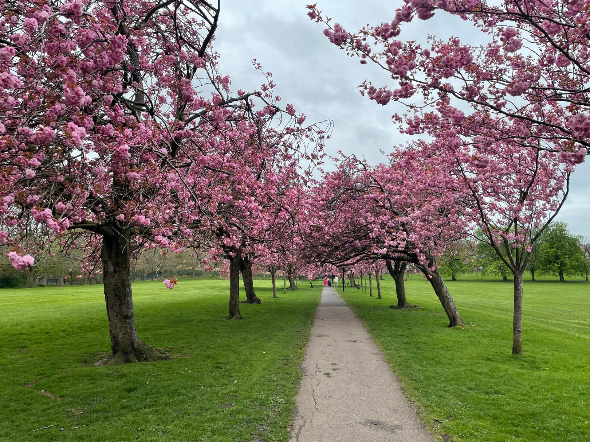 cherry-blossom-10