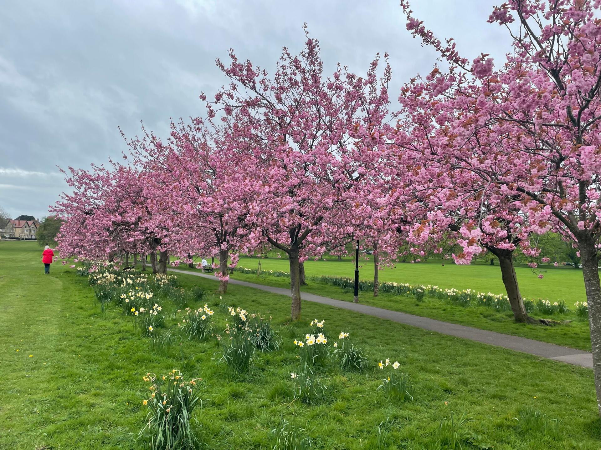 cherry-blossom-2