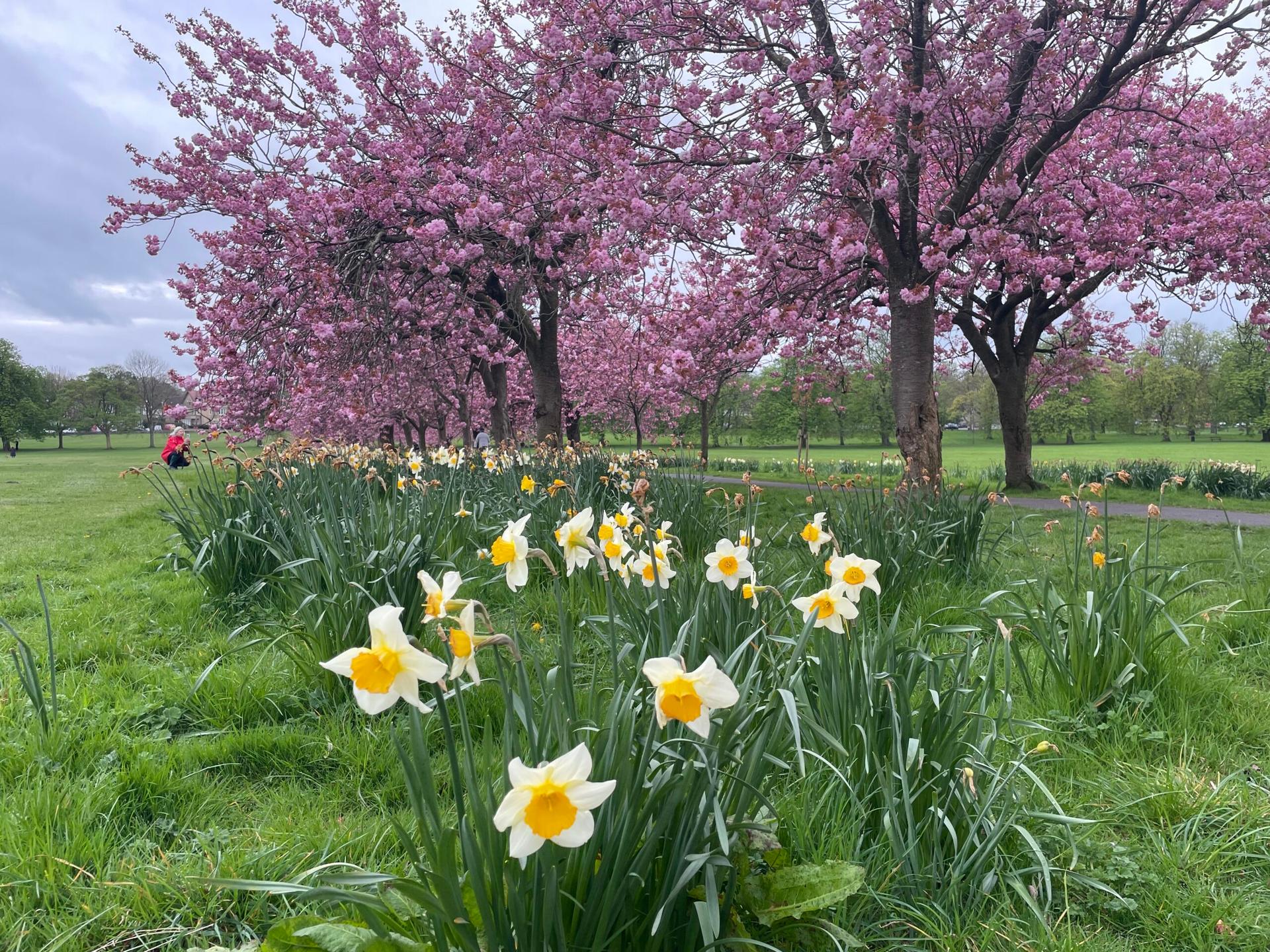 cherry-blossom-3