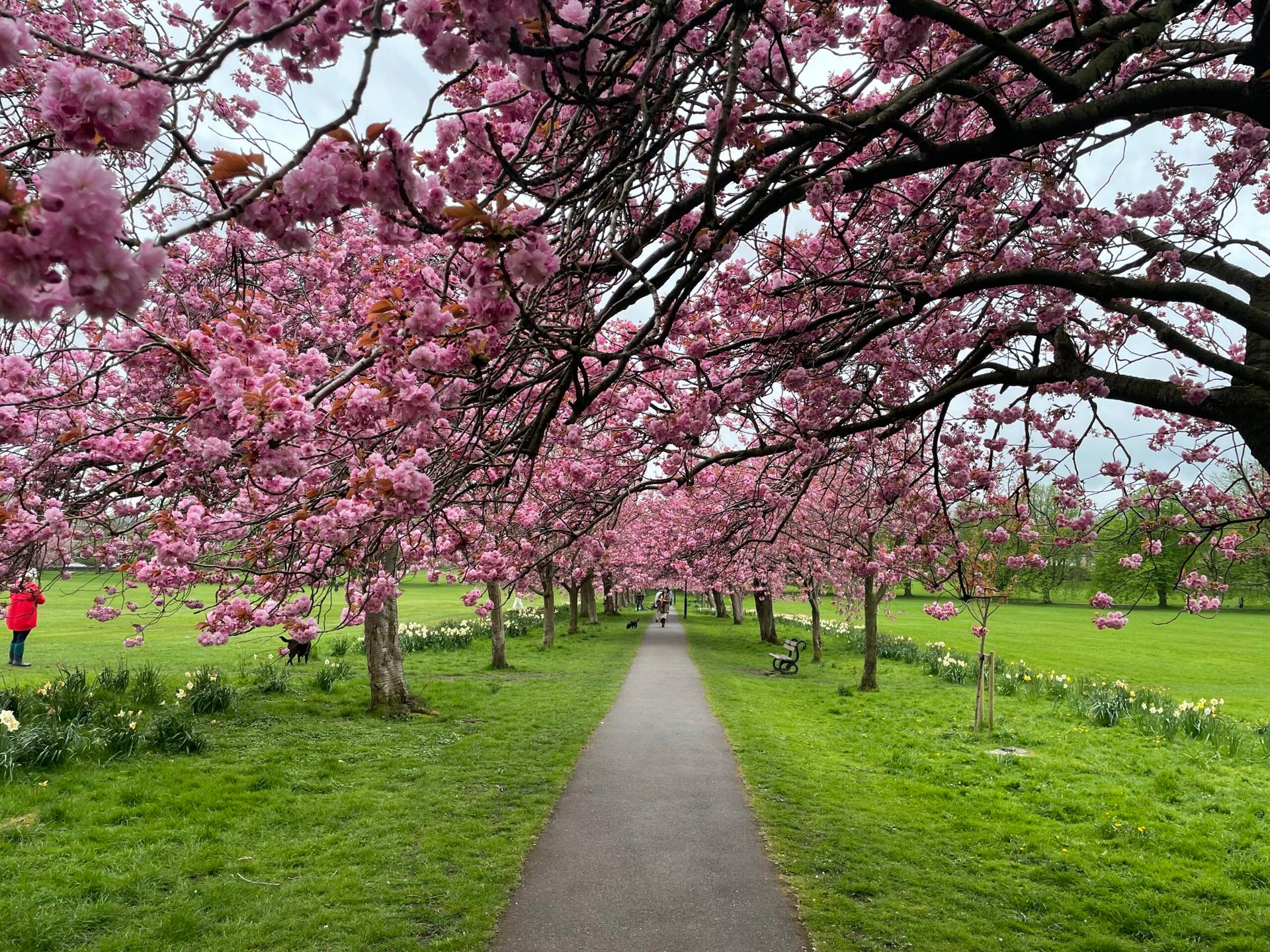 cherry-blossom-4