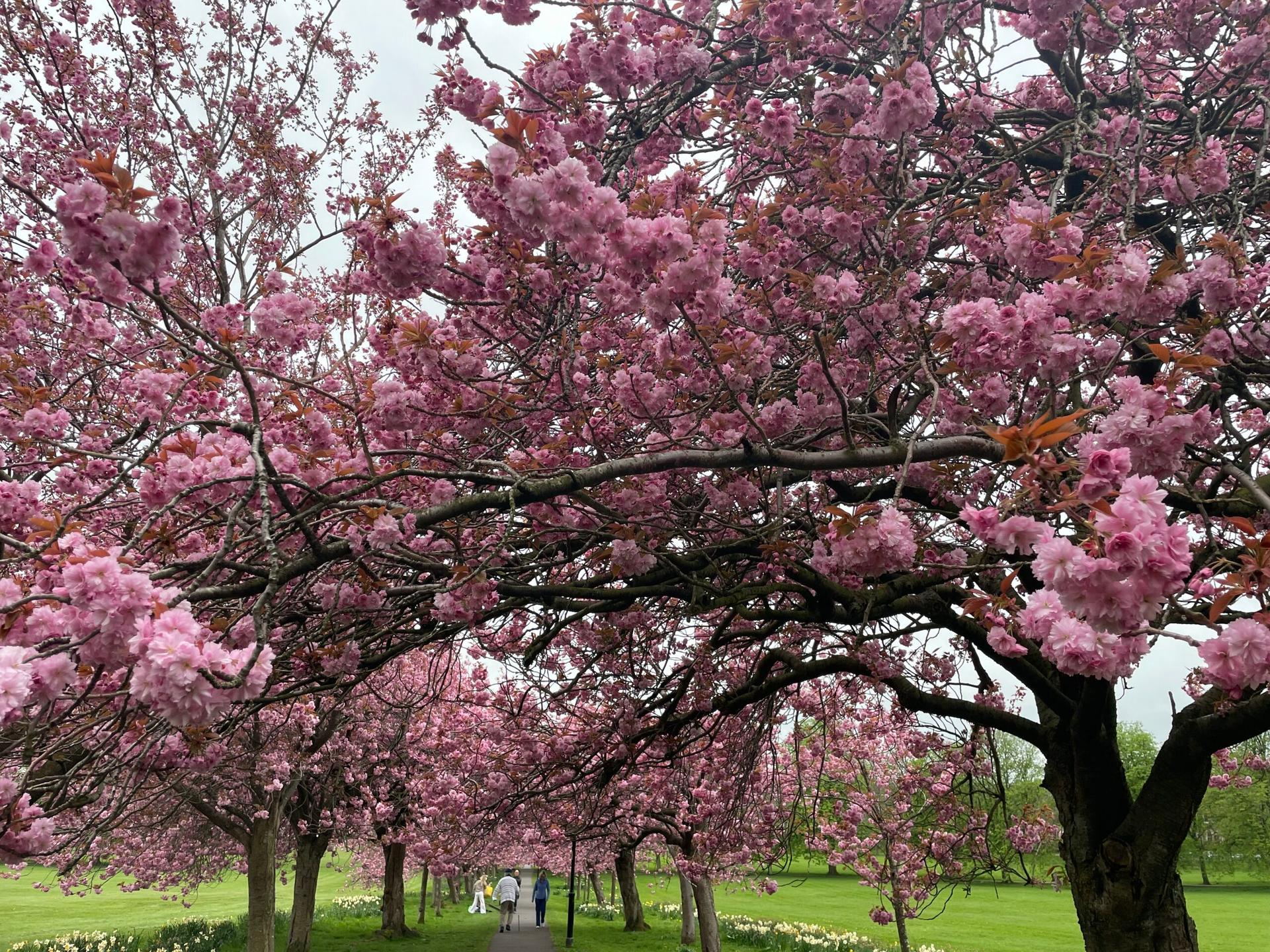 cherry-blossom-5