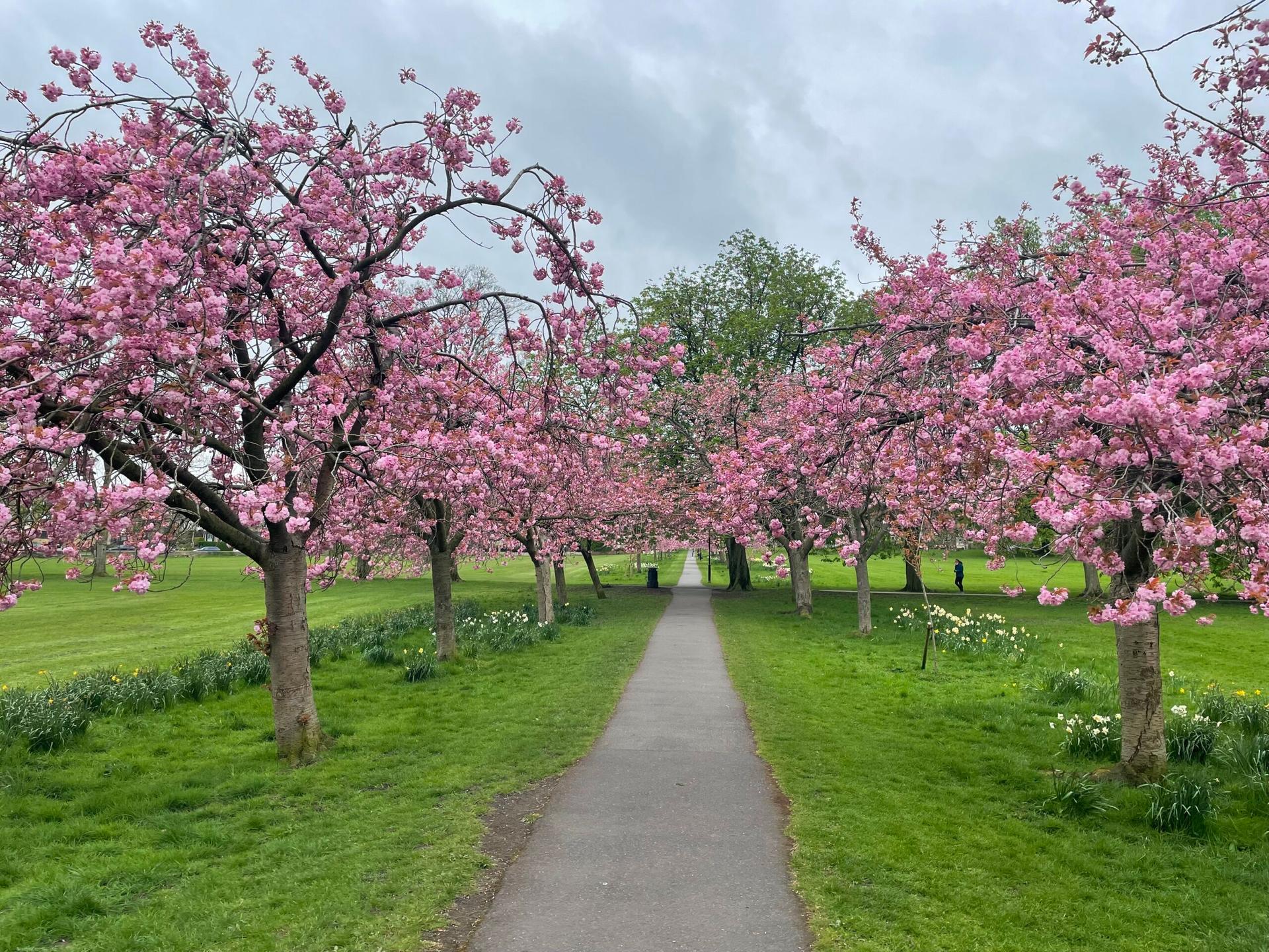 cherry-blossom-7