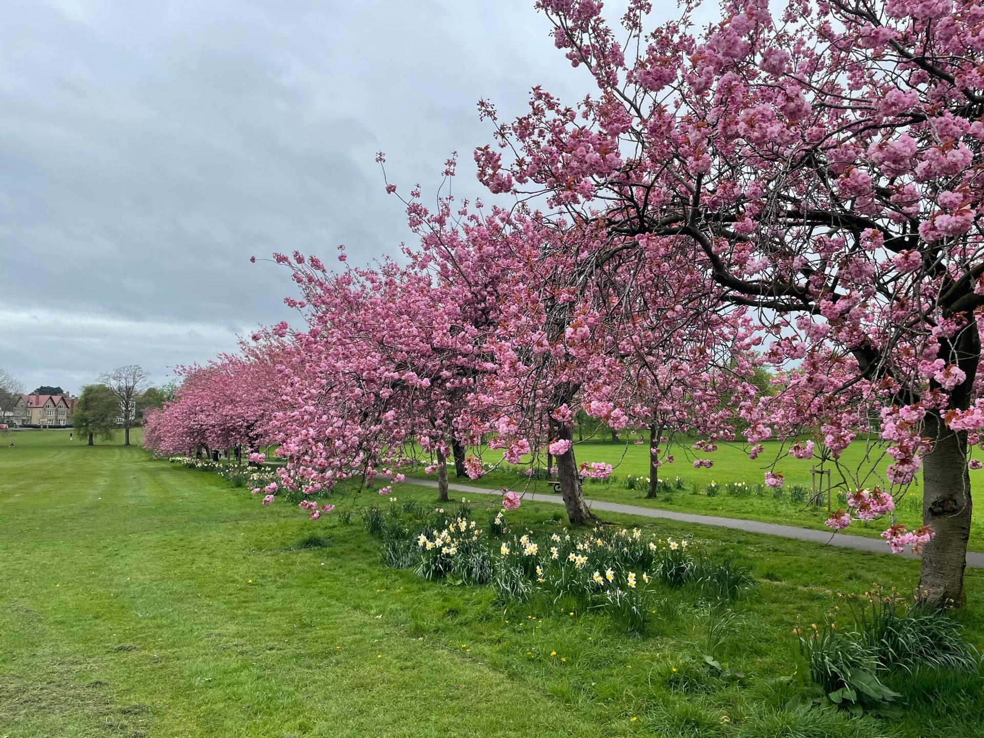 cherry-blossom-8